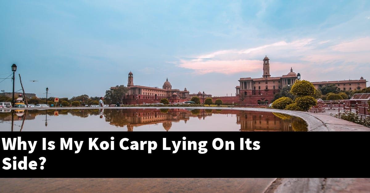 Why Is My Koi Carp Lying On Its Side?