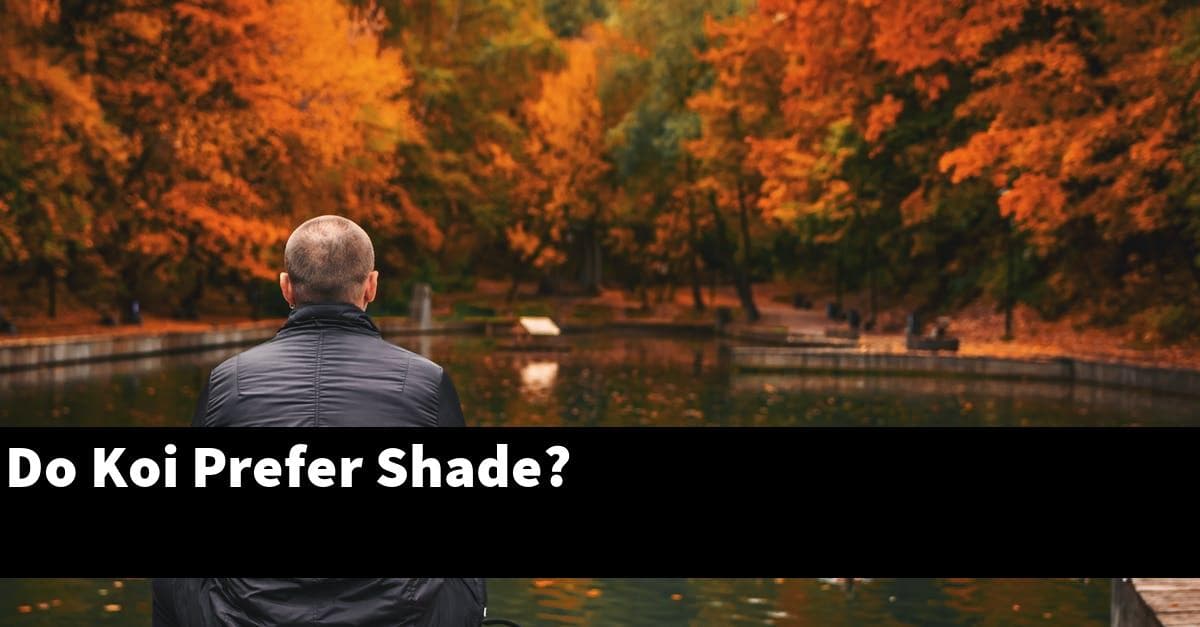 Do Koi Prefer Shade?