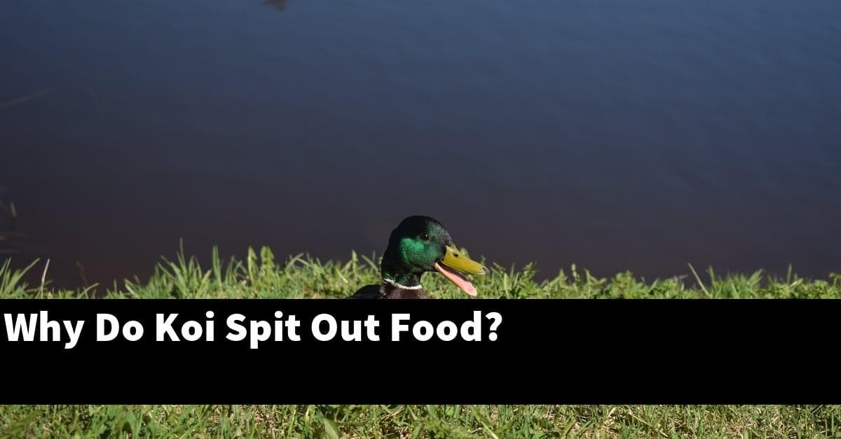Why Do Koi Spit Out Food?