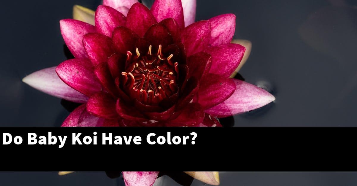 Do Baby Koi Have Color?