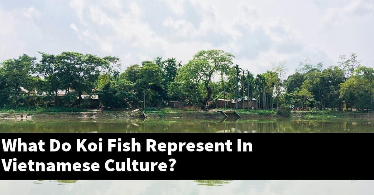What Do Koi Fish Represent In Vietnamese Culture?