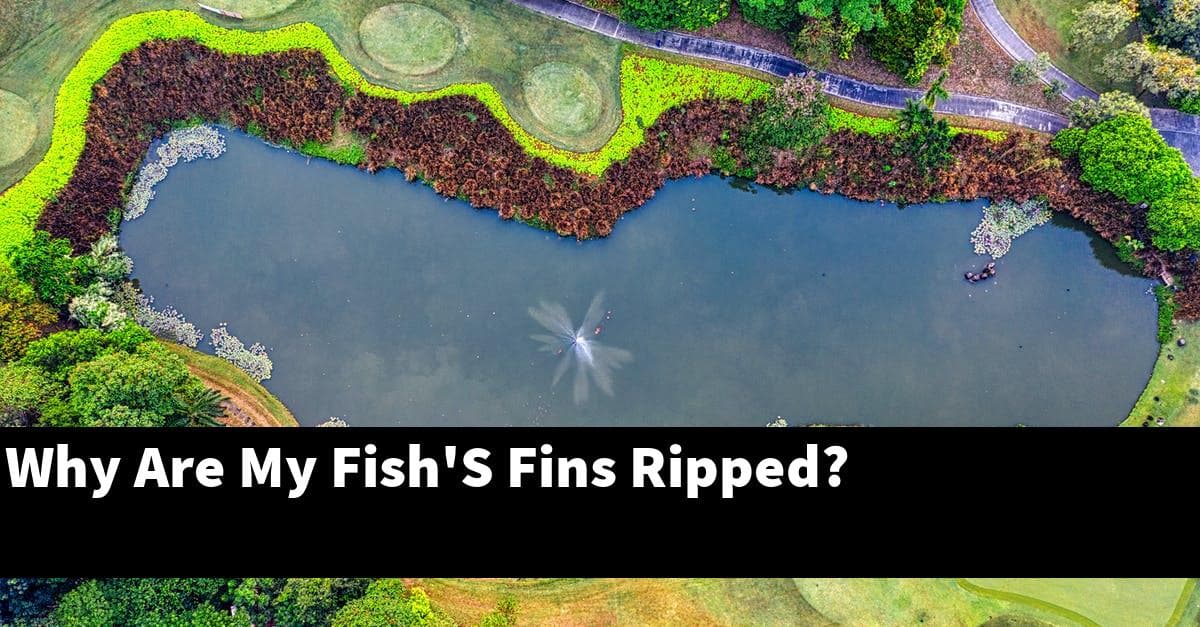 Why Are My Fish'S Fins Ripped?