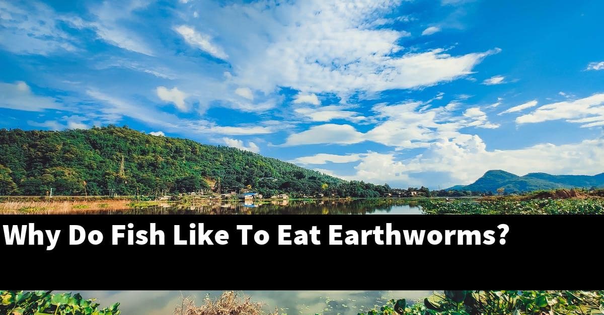 Why Do Fish Like To Eat Earthworms?