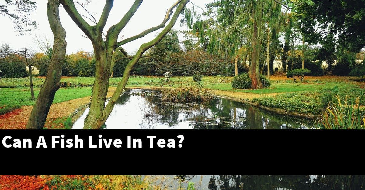 Can A Fish Live In Tea?