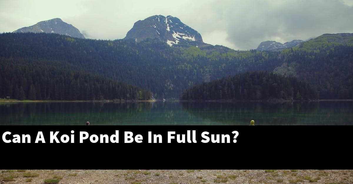 Can A Koi Pond Be In Full Sun?