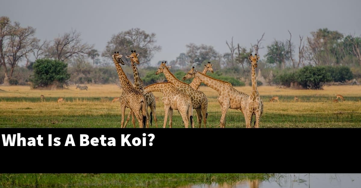 What Is A Beta Koi?