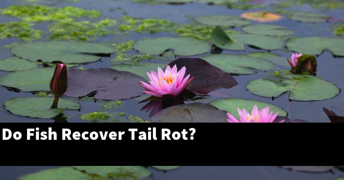 Do Fish Recover Tail Rot?