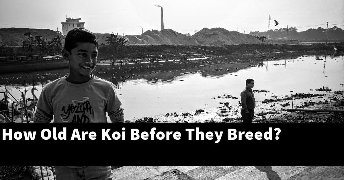 How Old Are Koi Before They Breed?