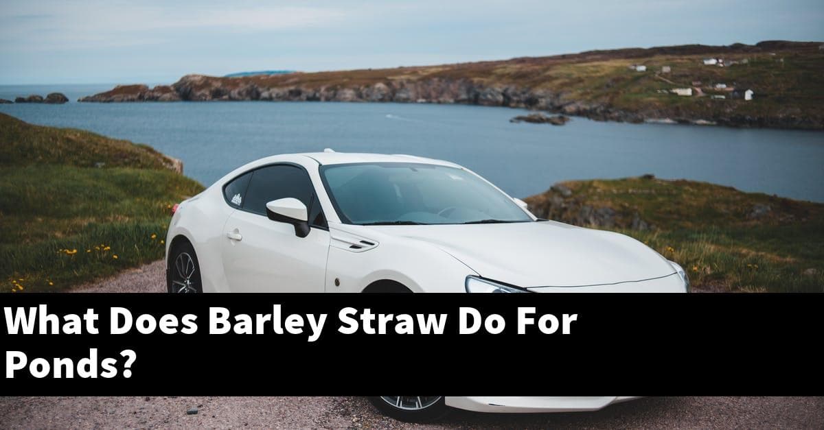 What Does Barley Straw Do For Ponds?