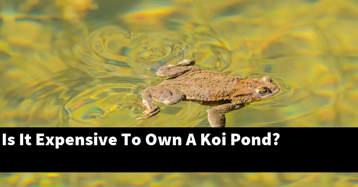 Is It Expensive To Own A Koi Pond?