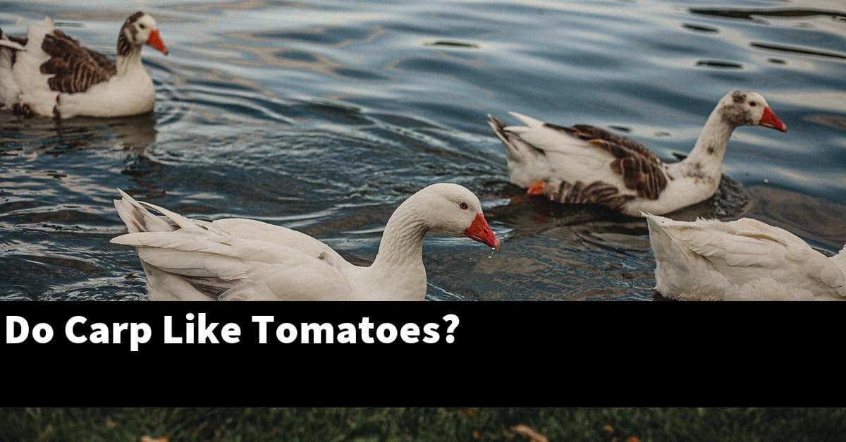 Do Carp Like Tomatoes?