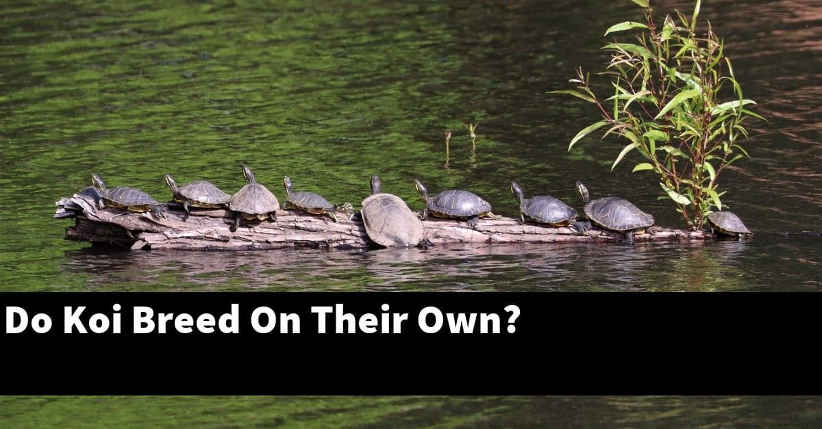 Do Koi Breed On Their Own?