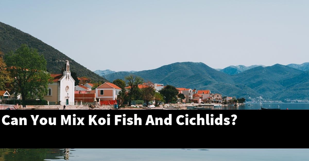 Can You Mix Koi Fish And Cichlids?