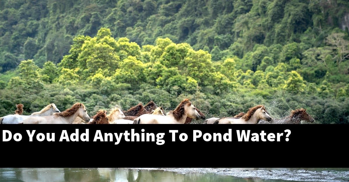 Do You Add Anything To Pond Water?