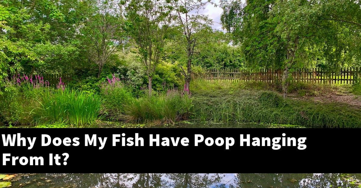Why Does My Fish Have Poop Hanging From It?