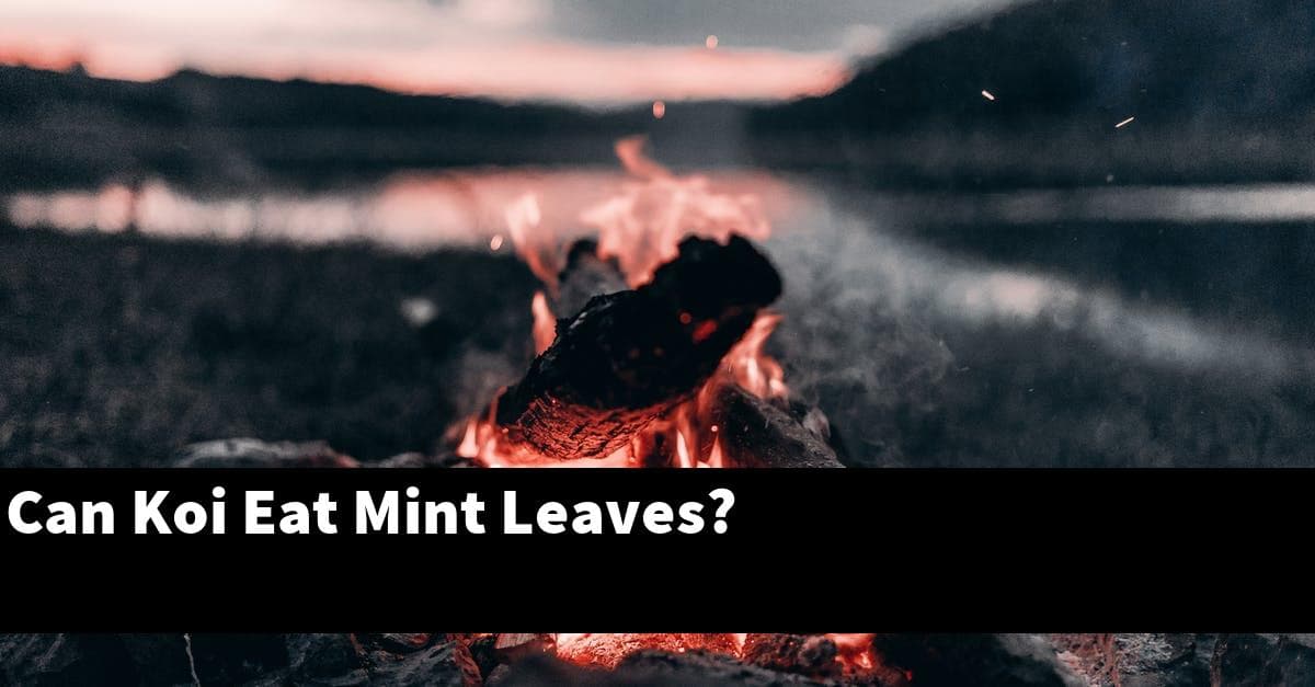 Can Koi Eat Mint Leaves?