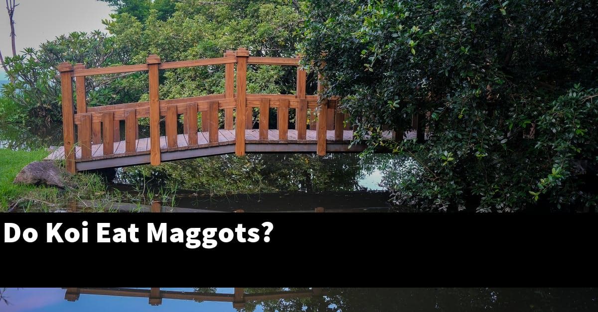 Do Koi Eat Maggots?