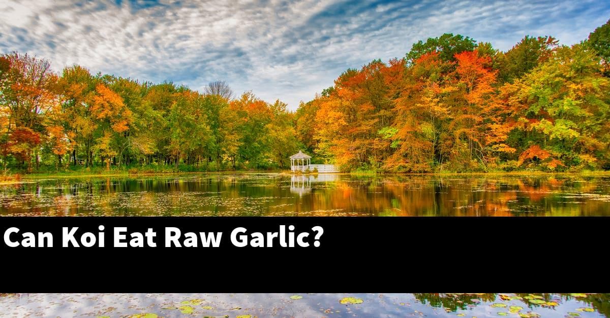 Can Koi Eat Raw Garlic?