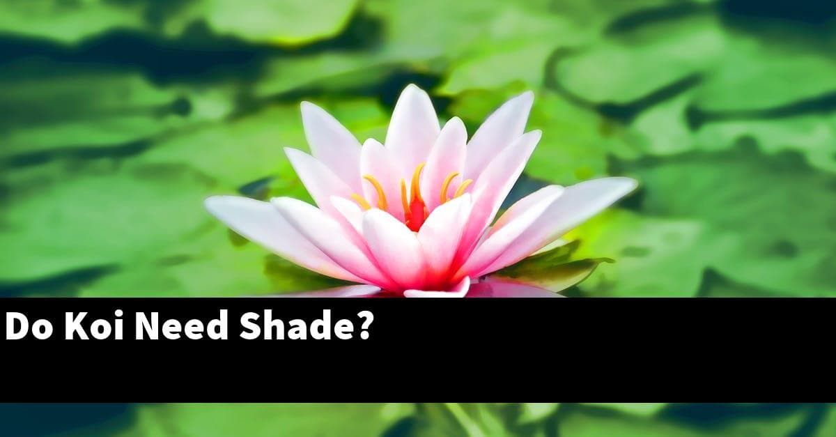 Do Koi Need Shade?