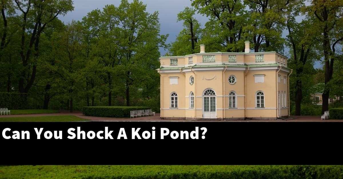 Can You Shock A Koi Pond?