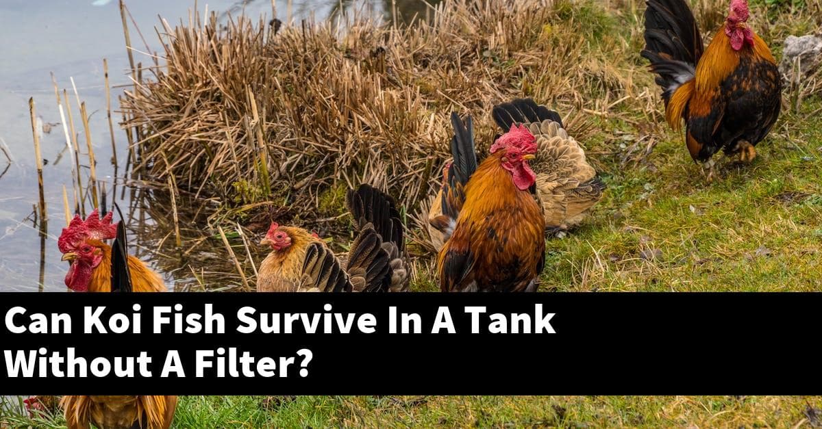 Can Koi Fish Survive In A Tank Without A Filter?