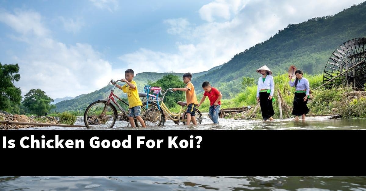 Is Chicken Good For Koi?
