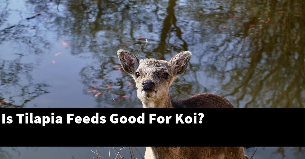 Is Tilapia Feeds Good For Koi?