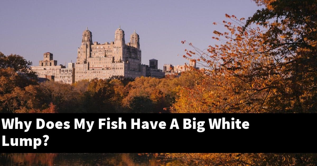 Why Does My Fish Have A Big White Lump?