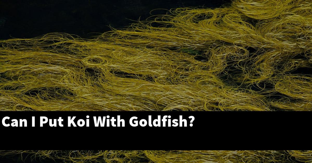 Can I Put Koi With Goldfish?