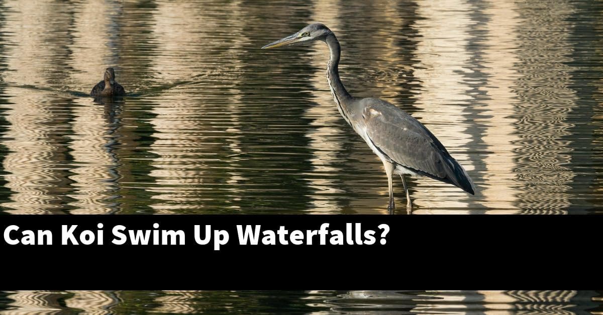 Can Koi Swim Up Waterfalls?