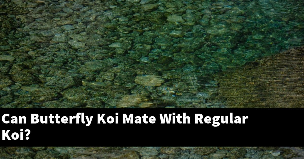 Can Butterfly Koi Mate With Regular Koi?