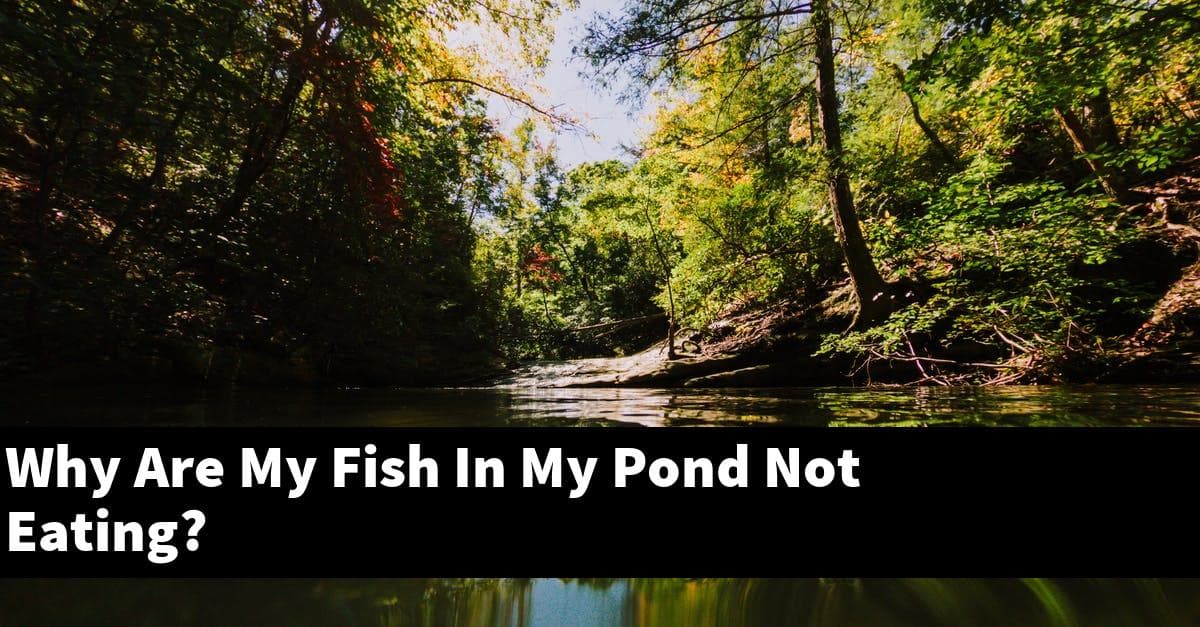 Why Are My Fish In My Pond Not Eating?