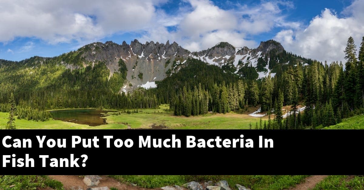 Can You Put Too Much Bacteria In Fish Tank?