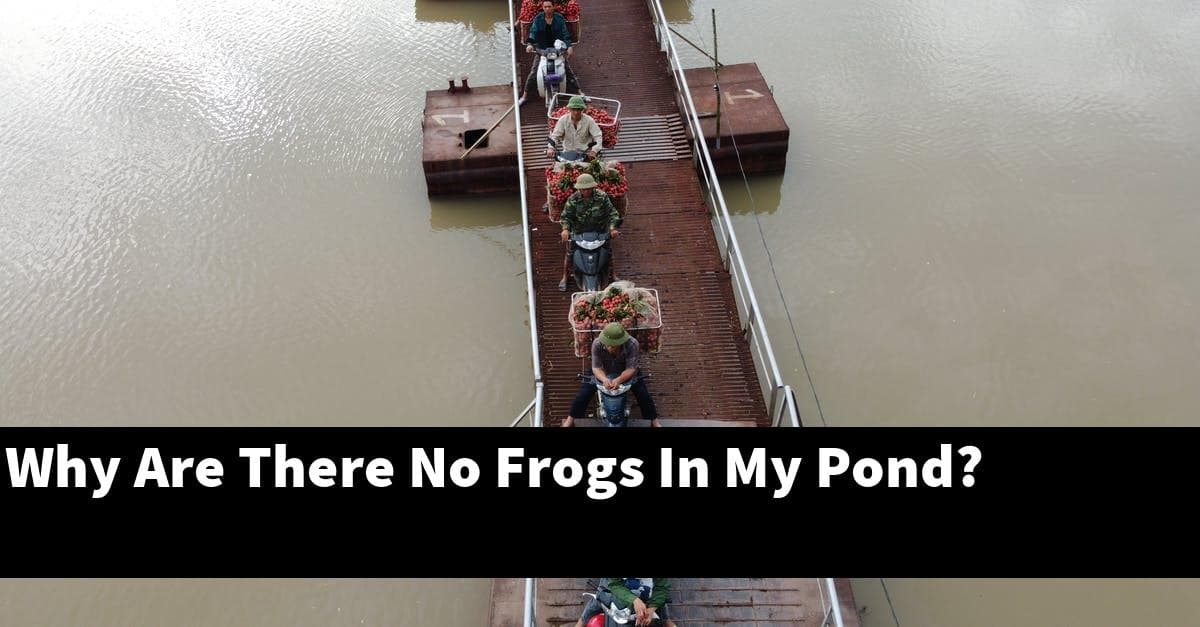 Why Are There No Frogs In My Pond?