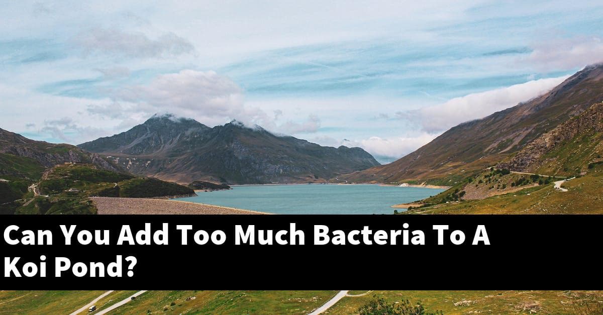 Can You Add Too Much Bacteria To A Koi Pond?