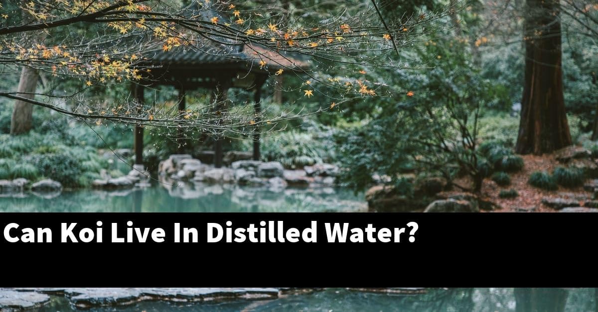 Can Koi Live In Distilled Water?