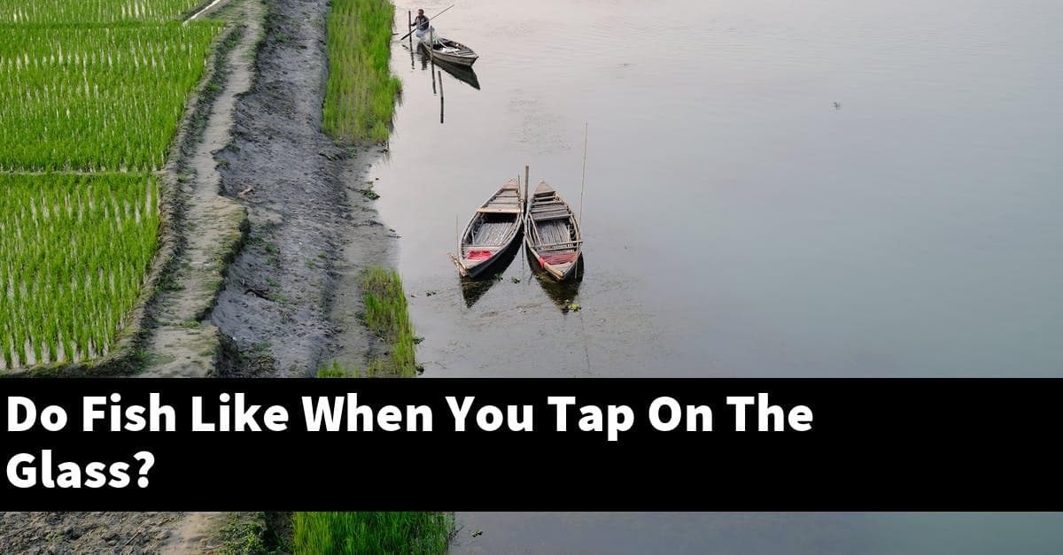 Do Fish Like When You Tap On The Glass?