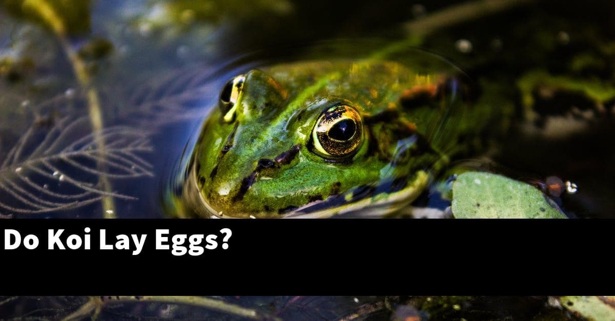 Do Koi Lay Eggs?