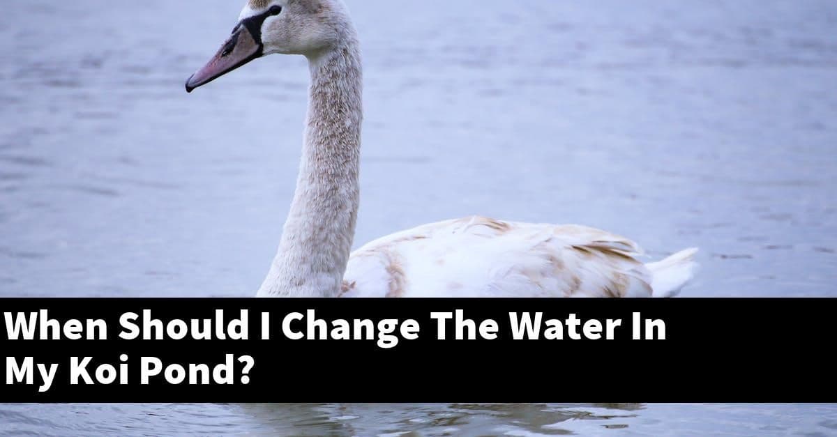 When Should I Change The Water In My Koi Pond?