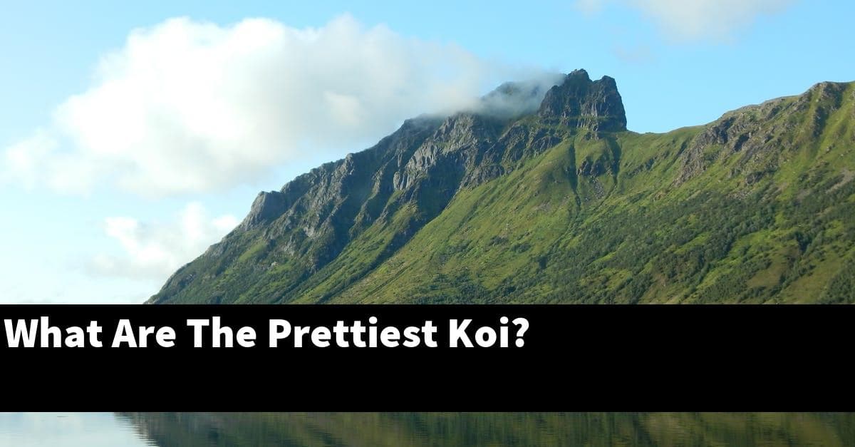 What Are The Prettiest Koi?