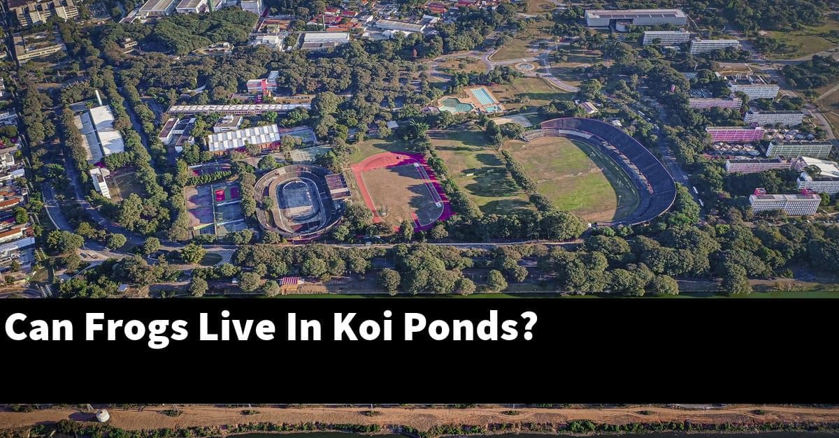 Can Frogs Live In Koi Ponds?