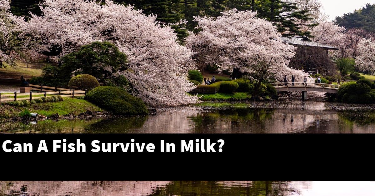 Can A Fish Survive In Milk?
