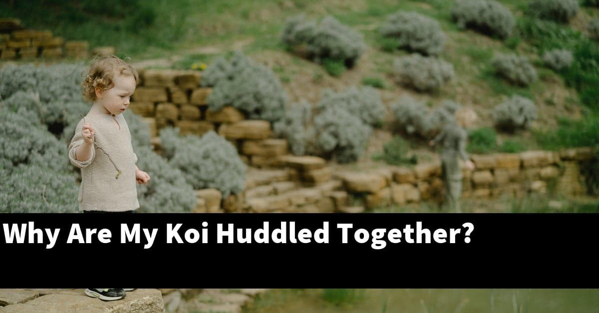 Why Are My Koi Huddled Together?