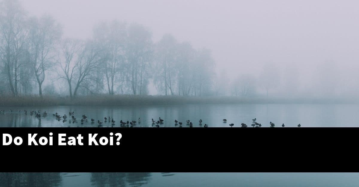 Do Koi Eat Koi?