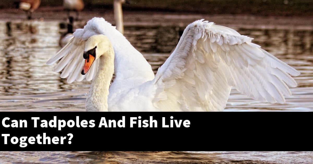 Can Tadpoles And Fish Live Together?