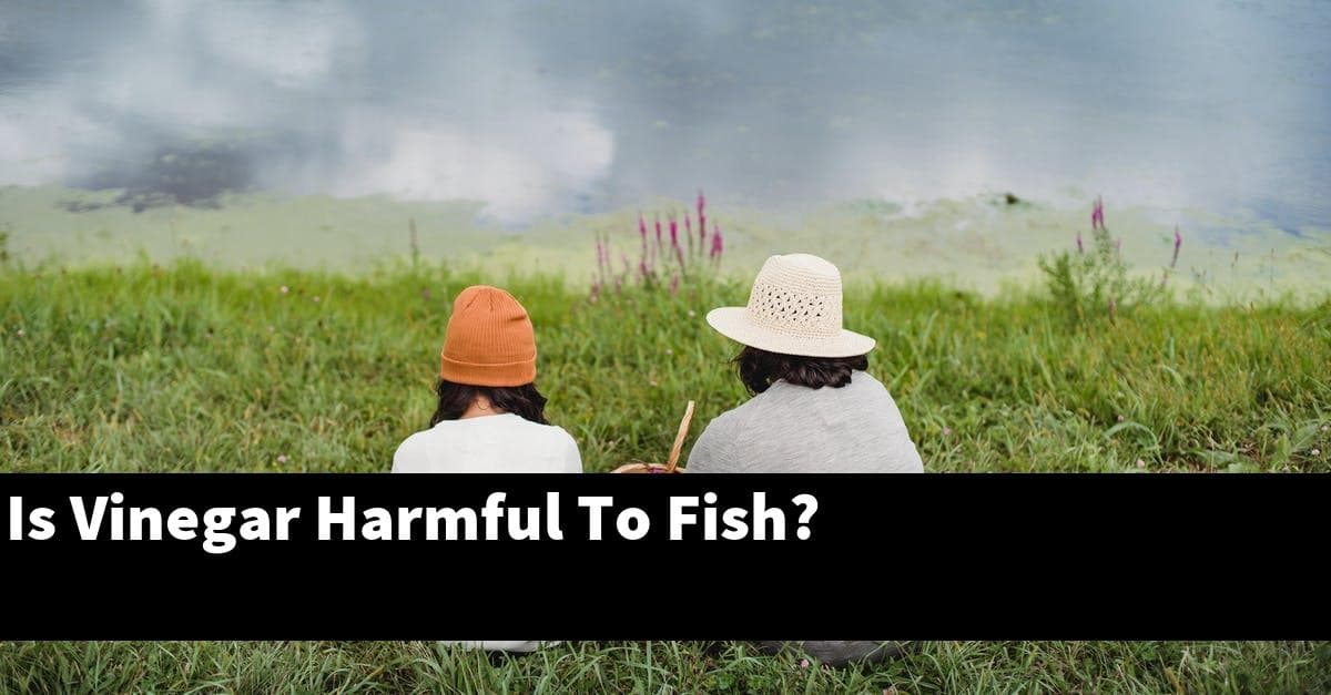 Is Vinegar Harmful To Fish?