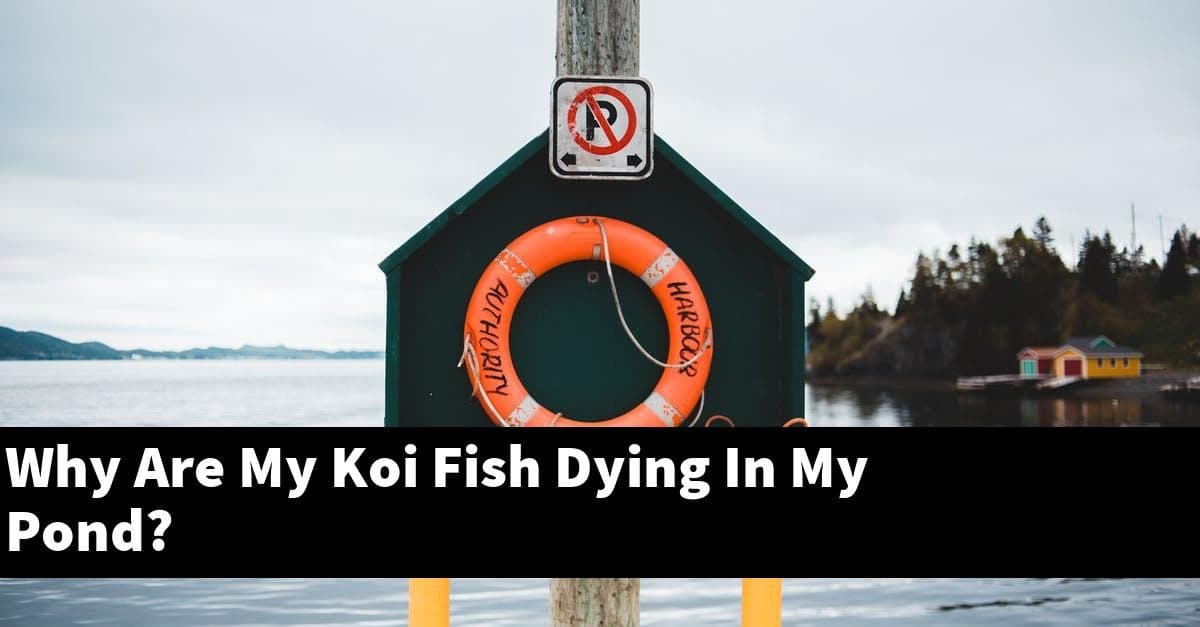Why Are My Koi Fish Dying In My Pond?