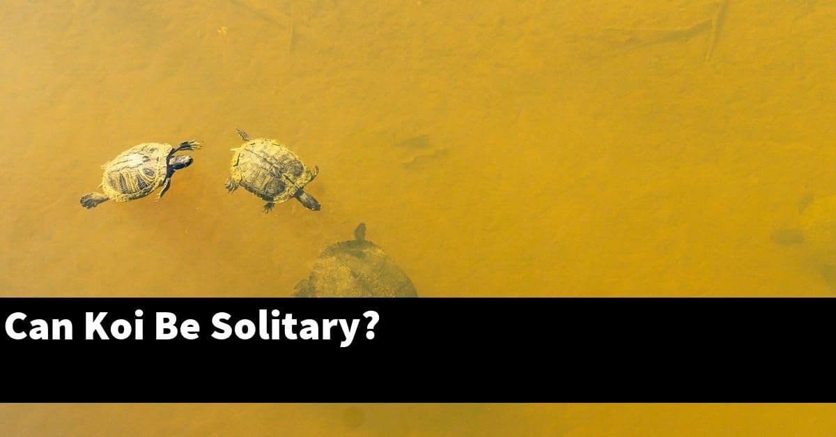 Can Koi Be Solitary?