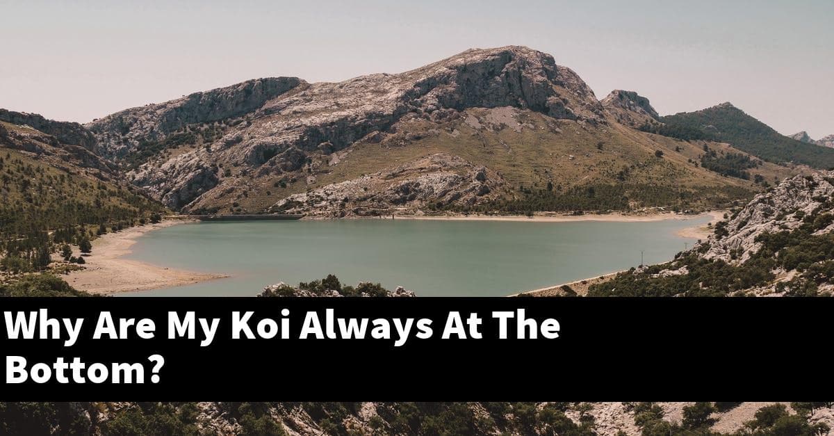Why Are My Koi Always At The Bottom?