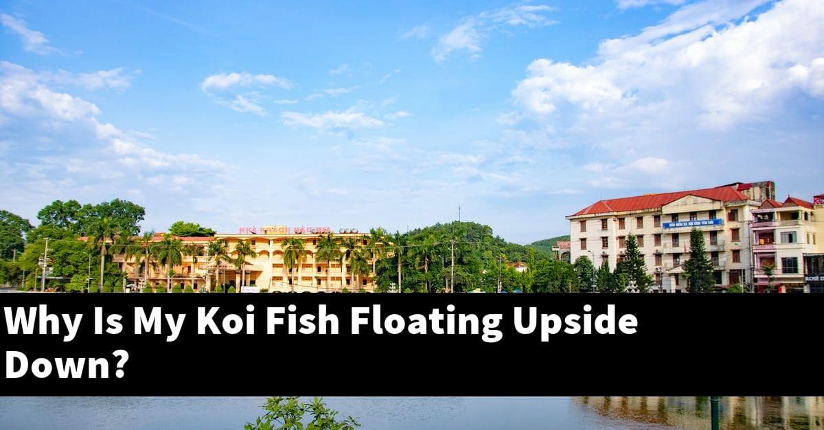 Why Is My Koi Fish Floating Upside Down?